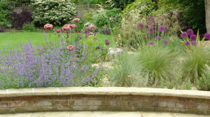 Hertfordshire garden design with Poppies, Alliums and grasses.