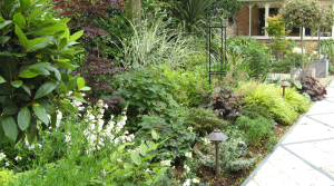 Planting in North London garden by Amanda Broughton Garden Design