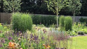 Prairie style planting with perennials, bulbs and Birch trees
