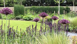 Grasses, perennials and Alliums in Hertfordshire garden design