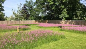 Spring wildflower meadow in Hertfordshire garden design.